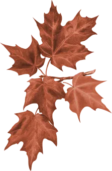 leaf-1