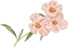 flower-pink