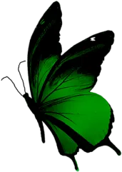 butterfly-4