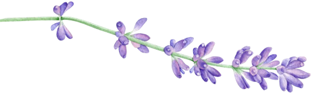 lavender-2