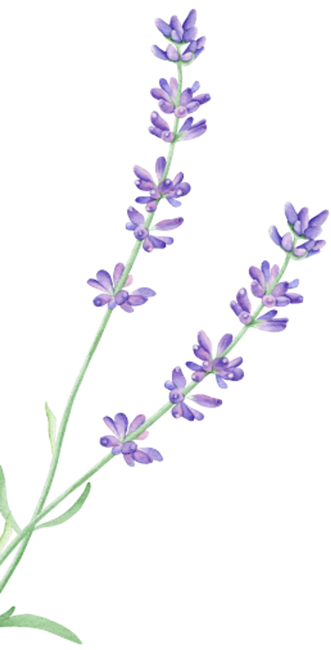 lavender-4