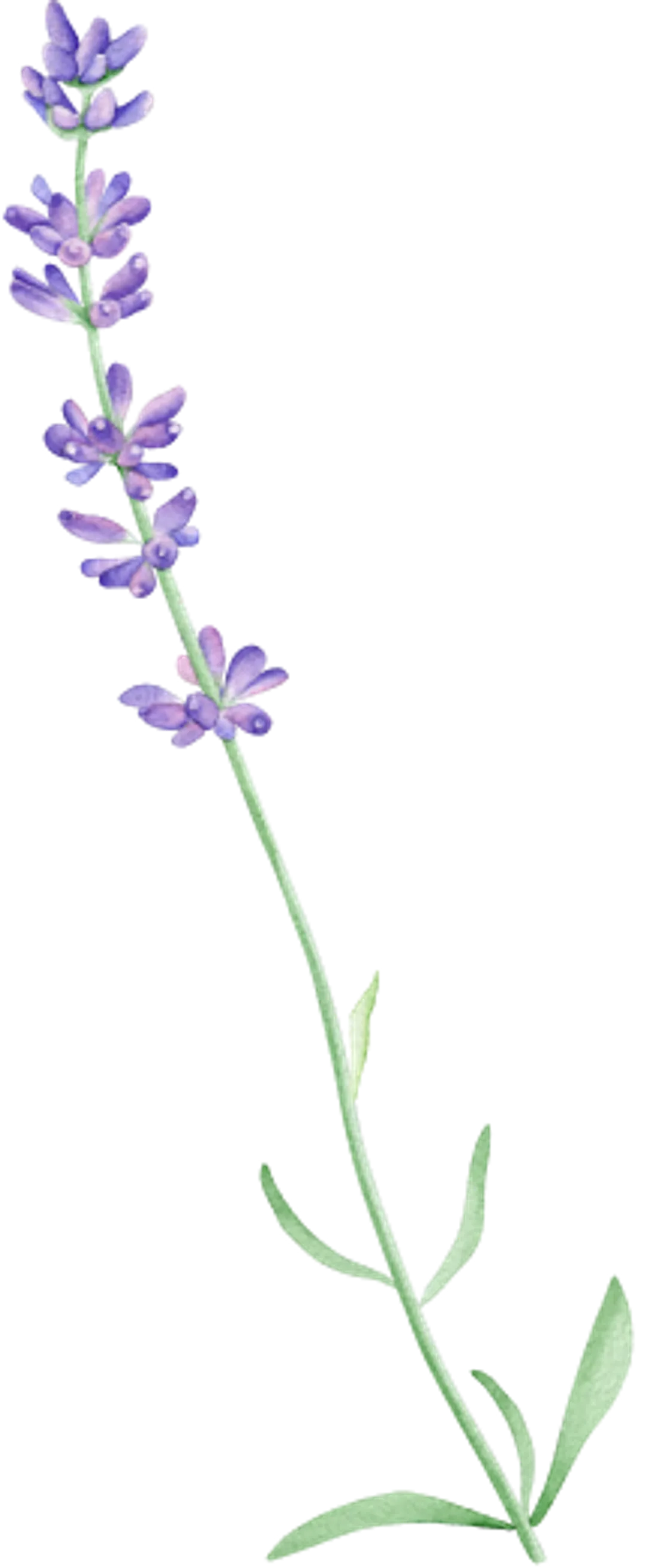 lavender-5