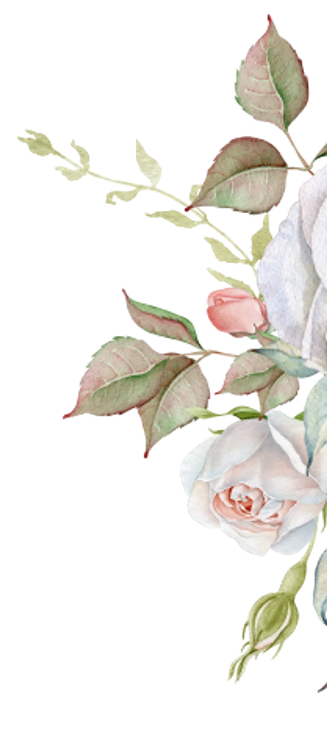 rose-stream