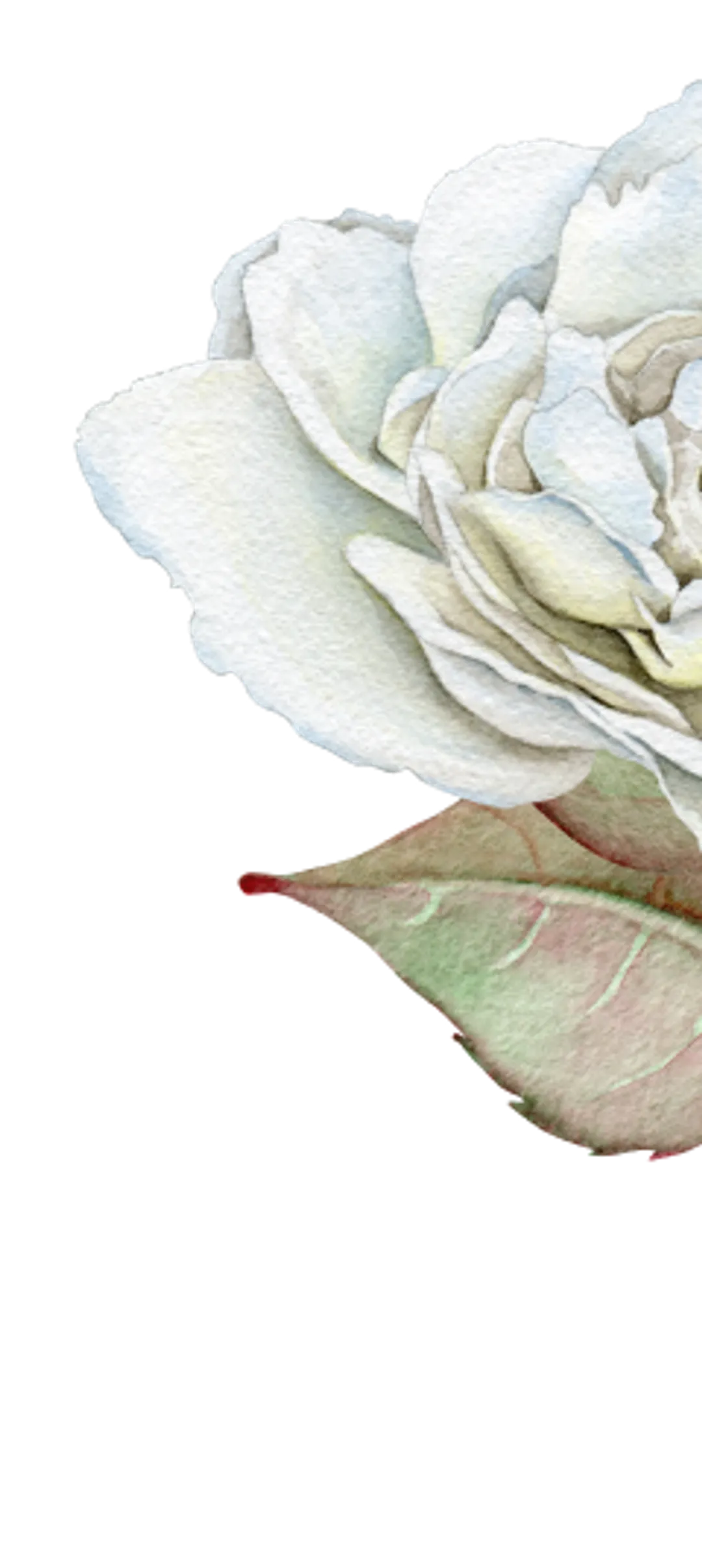 orn-rsvp-1