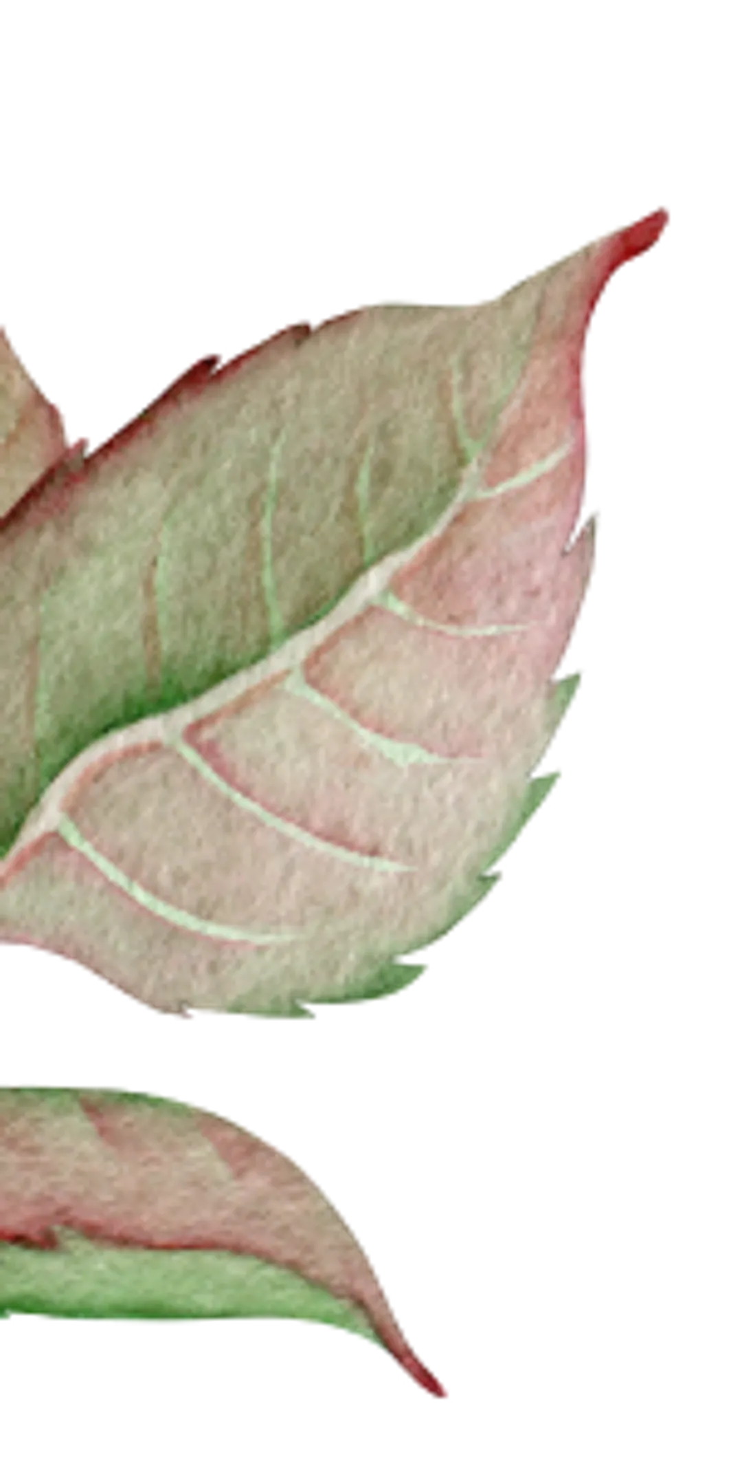 orn-header-1