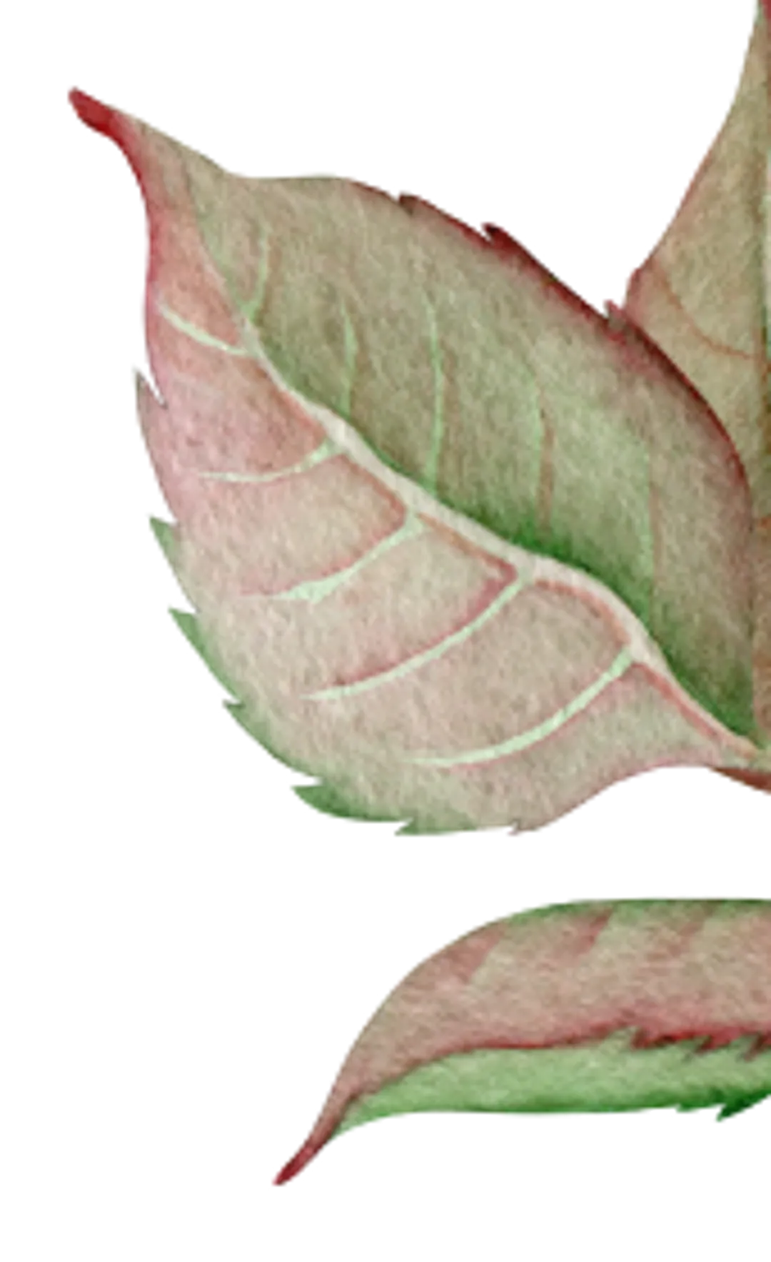 orn-header-2