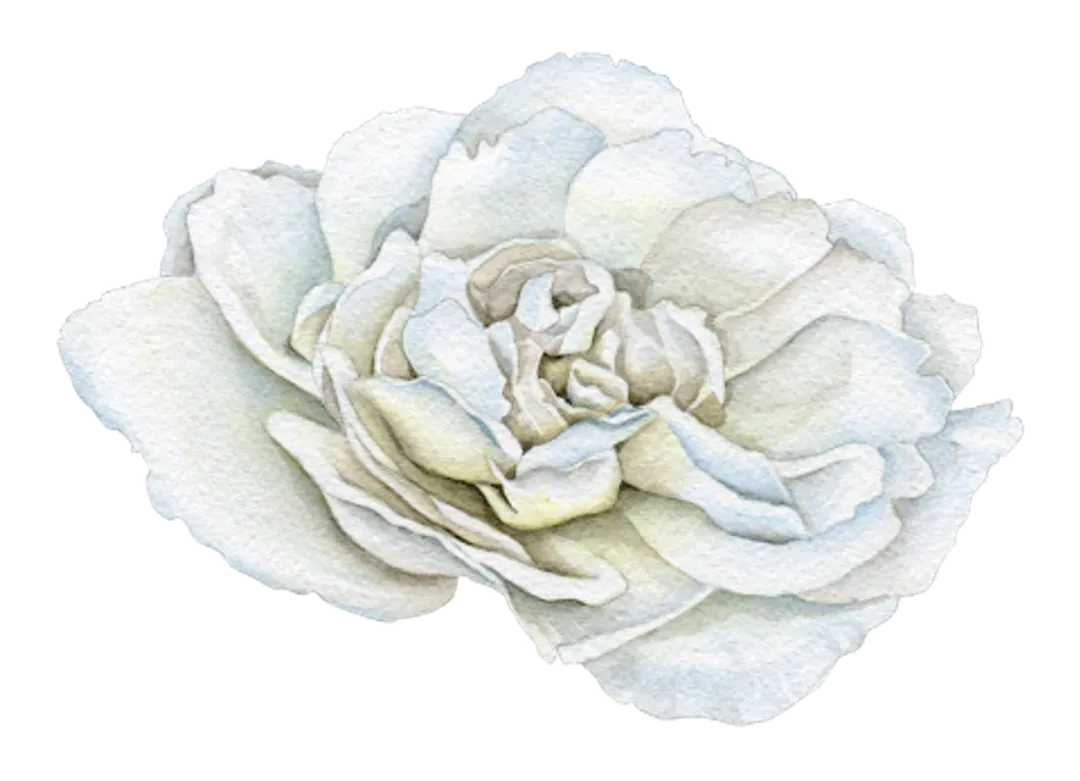 rose-wishes