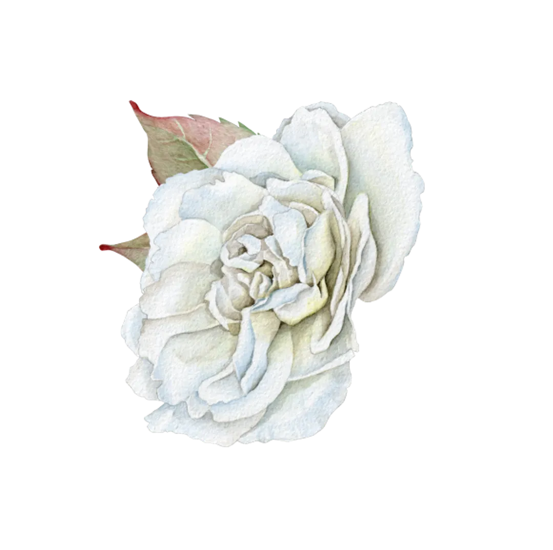 rose-header-1