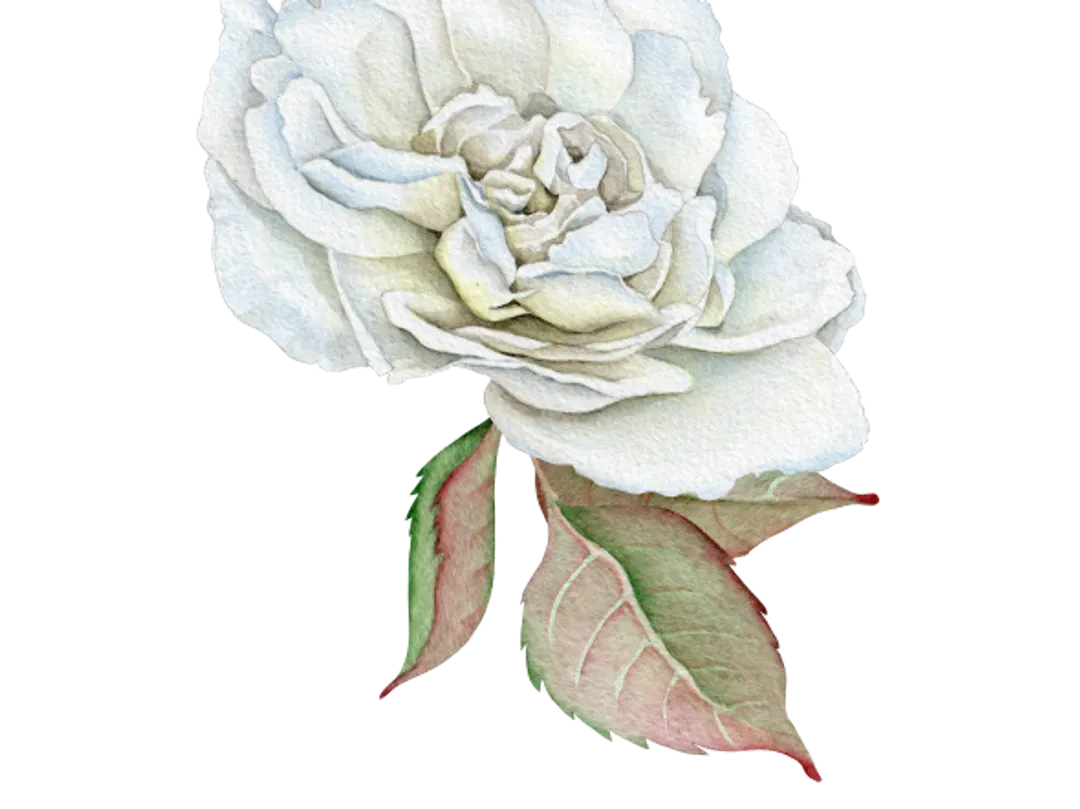rose-header-2