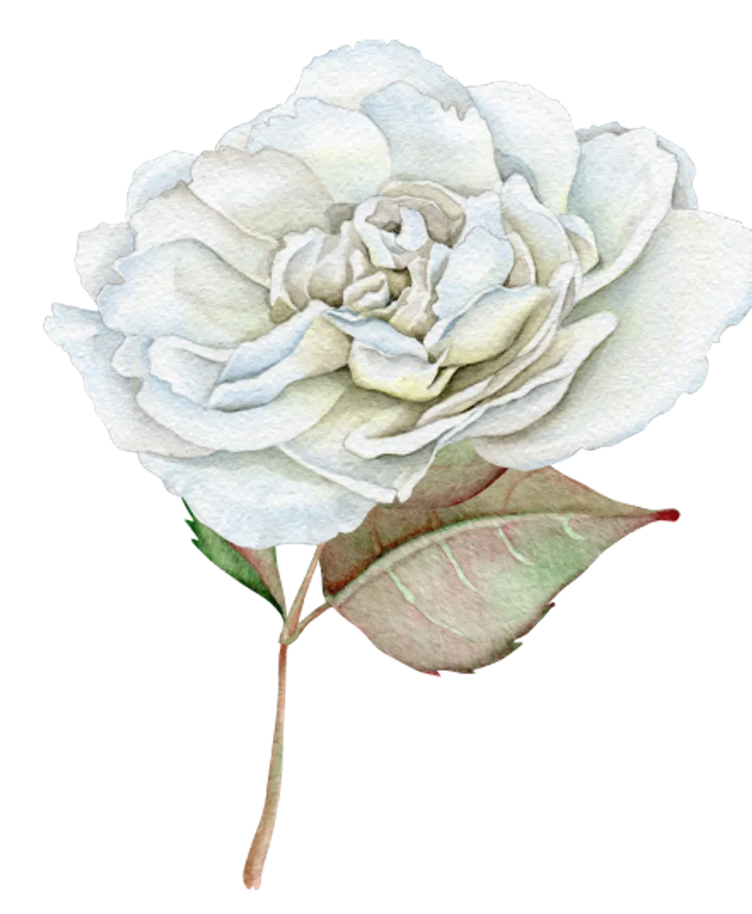 rose-thank-1