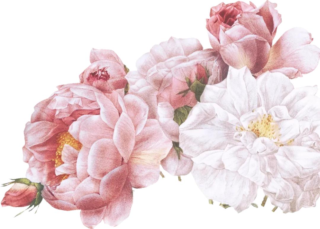 rose-cover-4